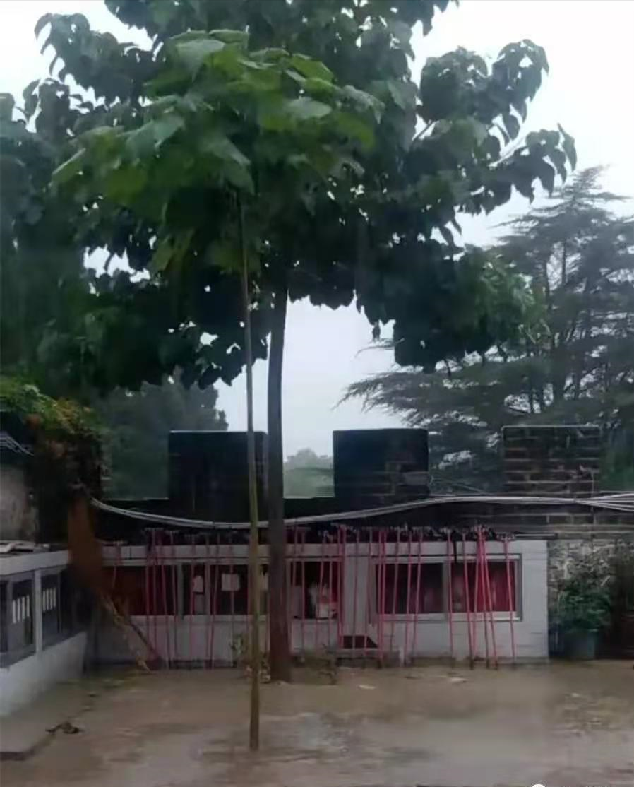 院子里种石榴树的禁忌（7种镇宅树有空地种一棵）