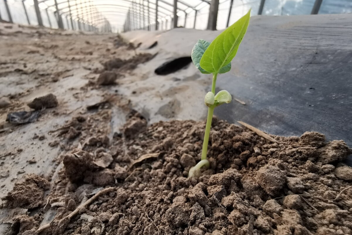 长豆角的种植方法和时间详解（长豆角种植技术手把手教你）