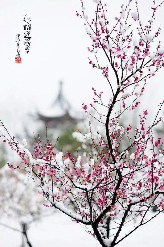 十二个月代表花,花语及诗