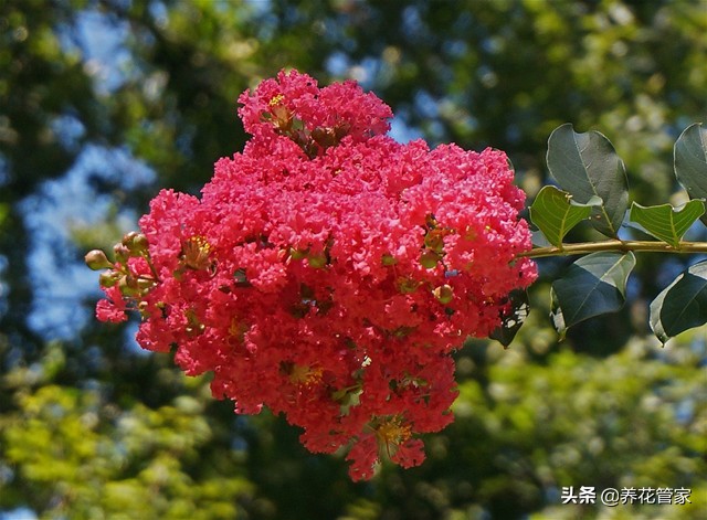 谁说花无“百日红”？紫薇，从诗词里走出来