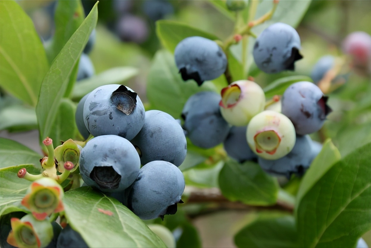 家庭栽培蓝莓，选对品种很重要，分享5种适合家庭栽培的蓝莓品种