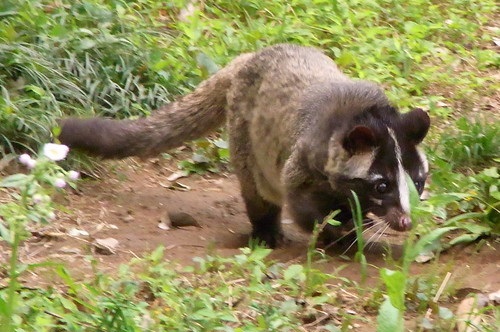 捕杀食用野生果子狸,不但违法,还危害公共安全