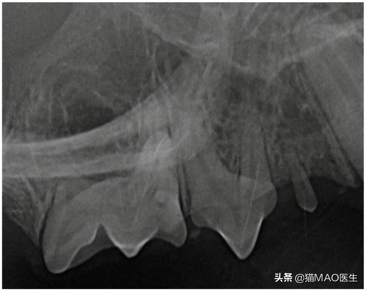 口腔中超和是什么时候(缅因猫多发一些牙齿疾病？这些临床病例带你更加了解猫咪牙科)