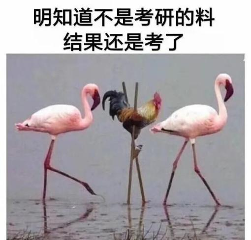 对于我们“土猪”而言，考研和高考哪个更能改变我们的命运？