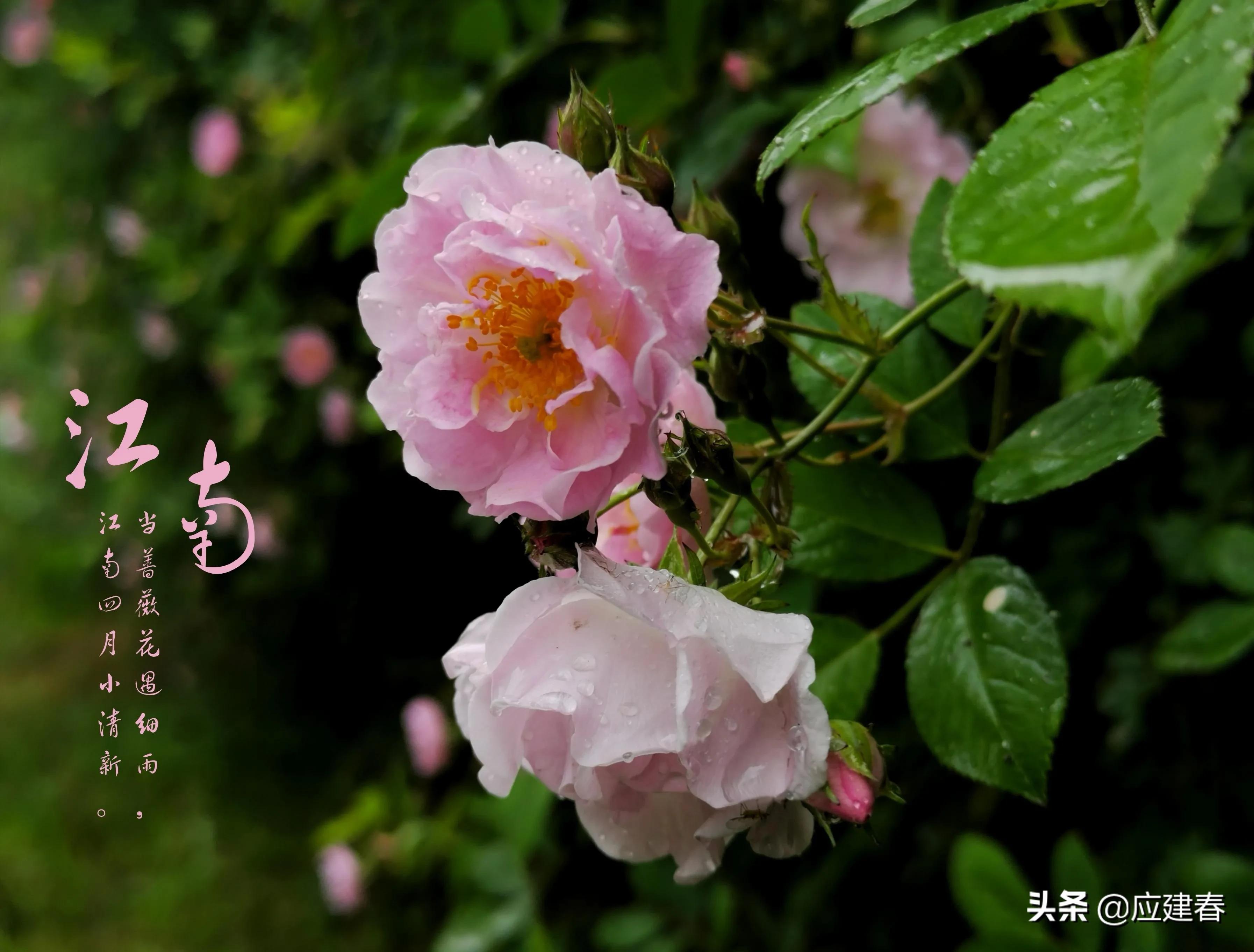 「散文」当蔷薇花遇细雨，江南四月小清新