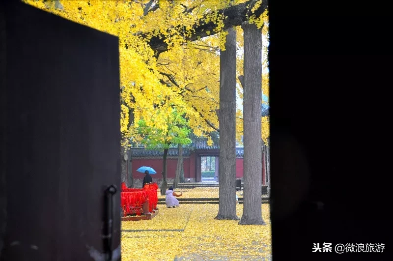 一場秋雨一場涼,陣陣秋雨累冰霜,北方迎來了降溫天氣,又到了雨打銀杏