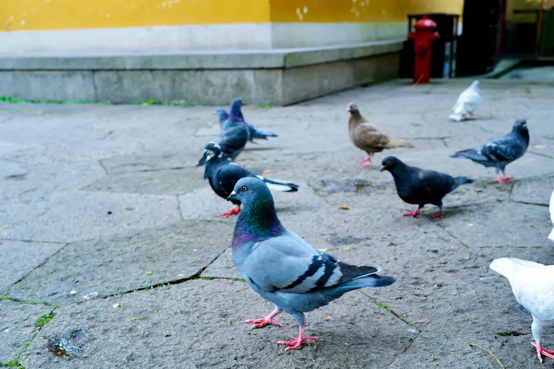 杭州终极拜佛攻略｜走这条路，一天解锁灵隐法喜7大宝藏寺庙