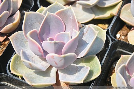 红心莲的养殖方法和注意事项（红心莲多肉的养护技巧）