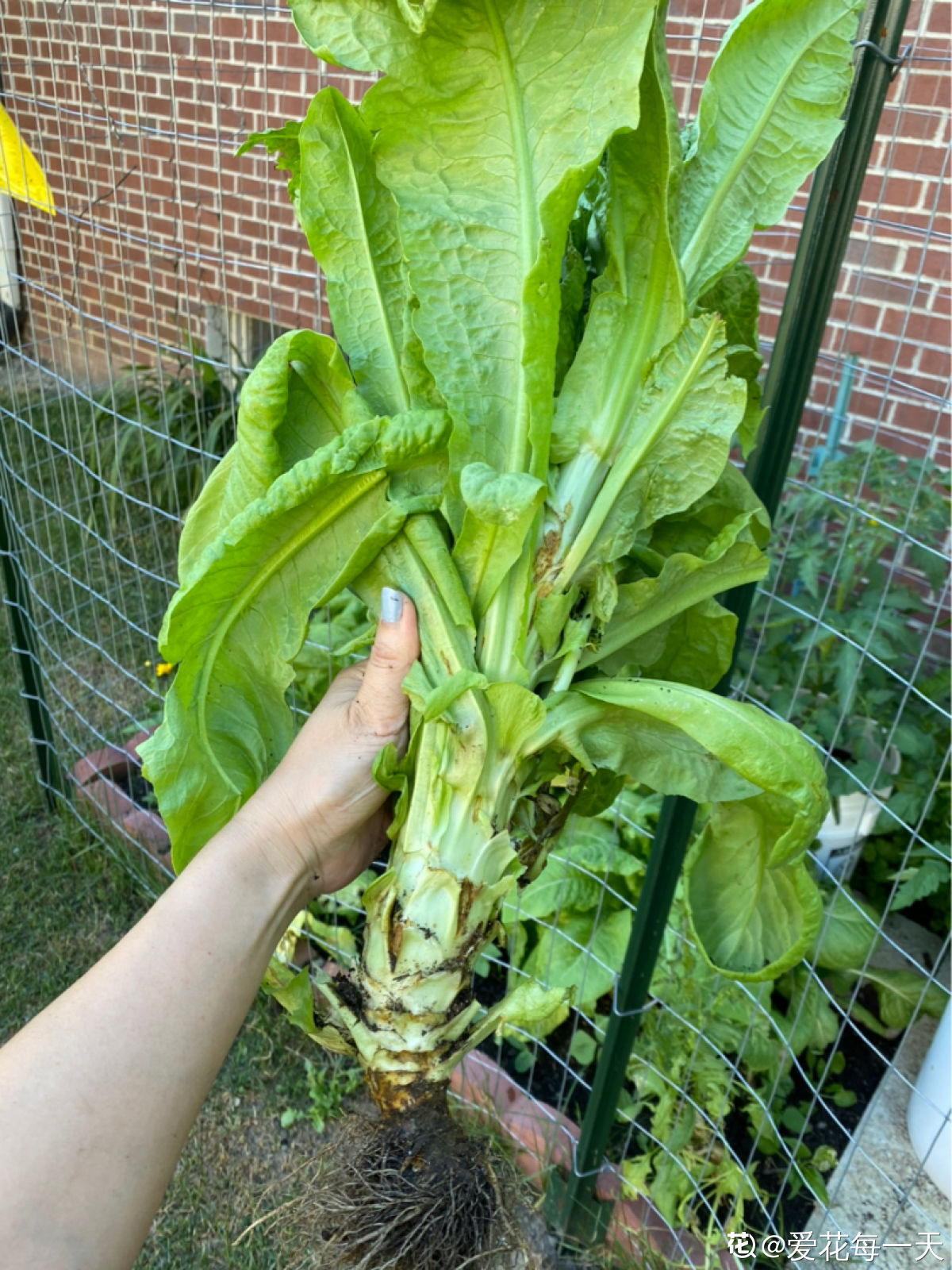 素菜大全,素菜大全家常菜做法