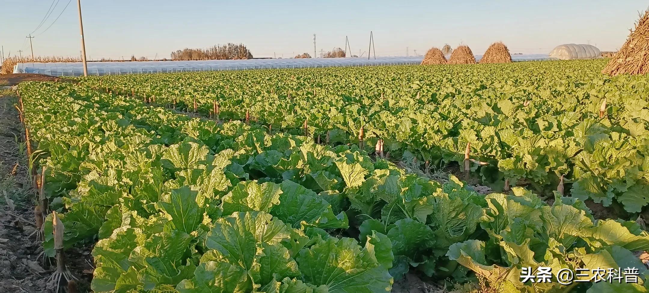 蔬菜价格上涨会影响“吃菜自由”吗？萝卜亩赚500元，西葫芦涨97%