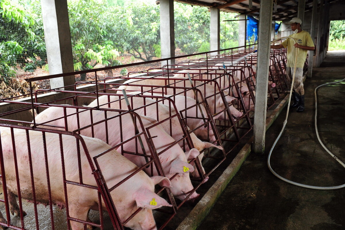 广东今日猪价白条猪「今日猪白条批发价格」