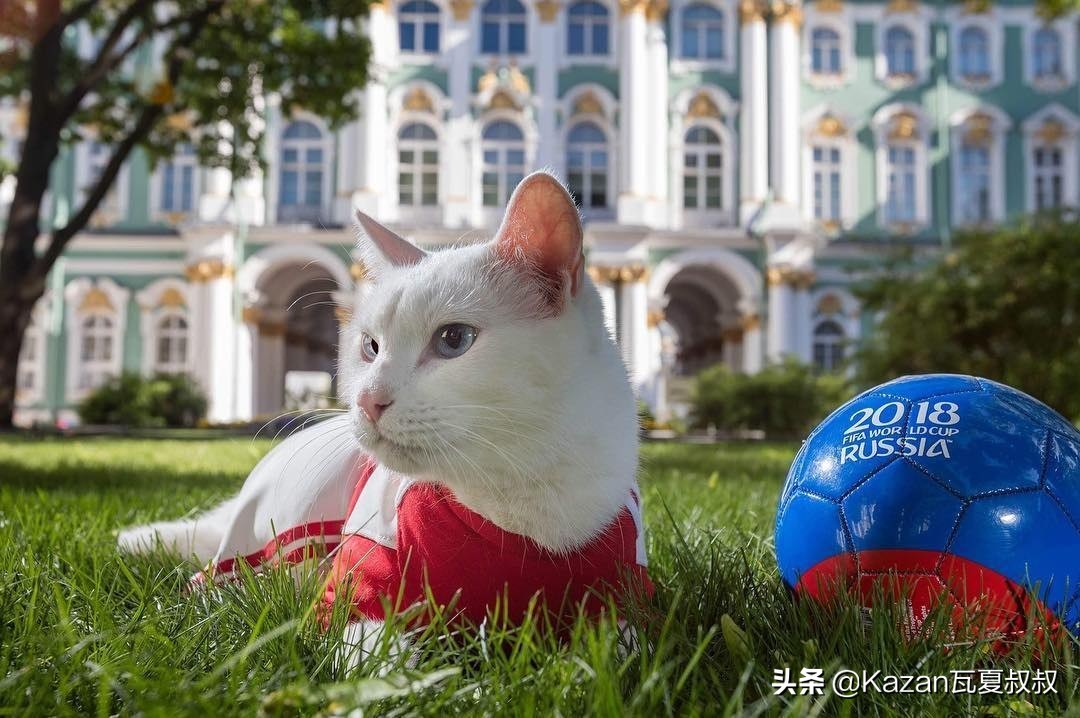 猫预言世界杯完整视频(俄罗斯最著名的猫咪之一，出身皇室，预测世界杯胜负一战成名)