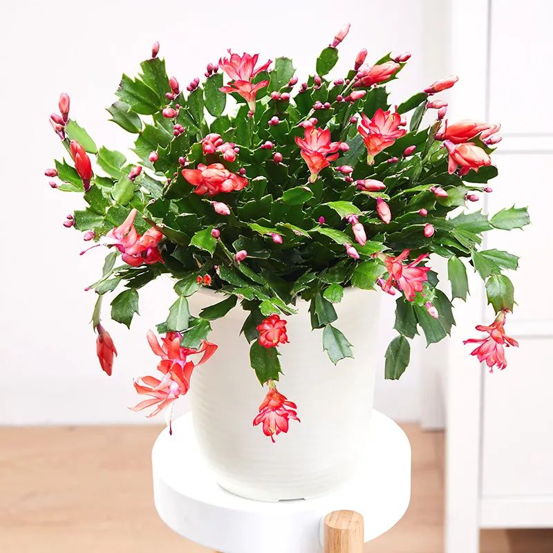 这些花,现在入手最适合,冬季室内也能花开爆盆