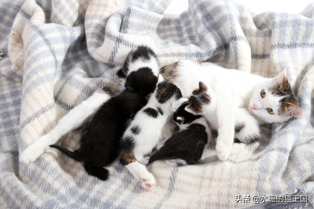 一窝新生小猫引发的思考,让猫咪生一窝再绝育到底对不对?