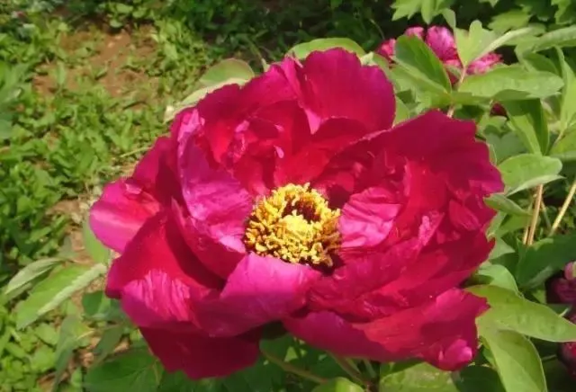 100种名贵牡丹鉴赏 绘画好素材（报花名）