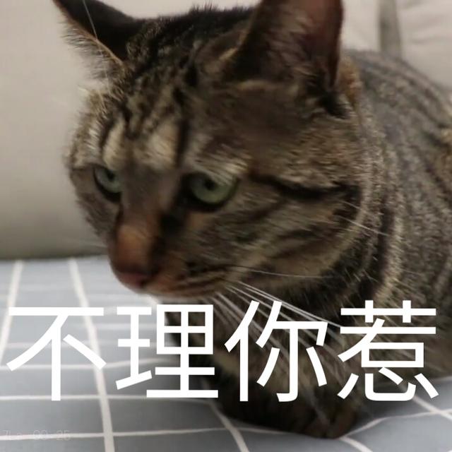 蒂姆嘟嘟tim猫品种(今天的猫猫也是元气满满呢)