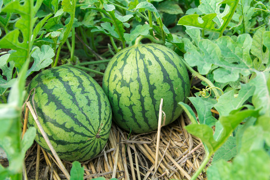 立秋快到了,老人常说"秋瓜坏肚",为了家人的健康,不妨看一看