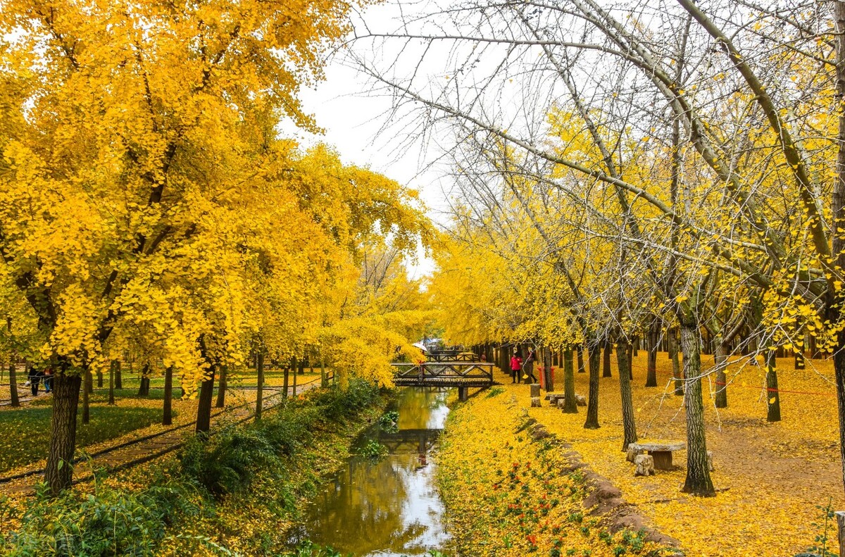 推荐国内最美的9大古银杏村,让你在金秋时节可以一饱眼福