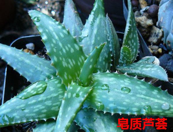 芦荟的种类有哪些（详解七个常见的芦荟品种）
