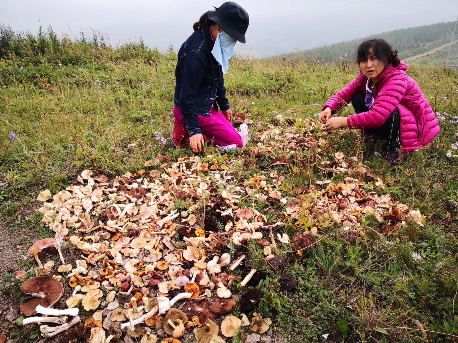 悠悠林海 岁岁情缘