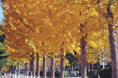 仅在每周六、周日开放！辽大最美银杏如何文明观赏快看这里……