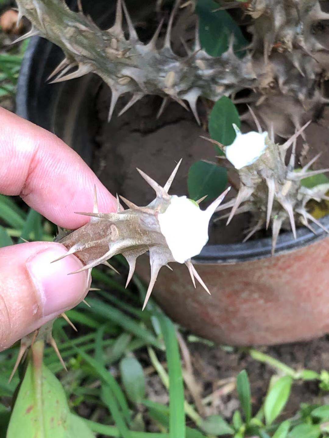 洋槐花有毒嗎,洋槐花有毒嗎能吃嗎