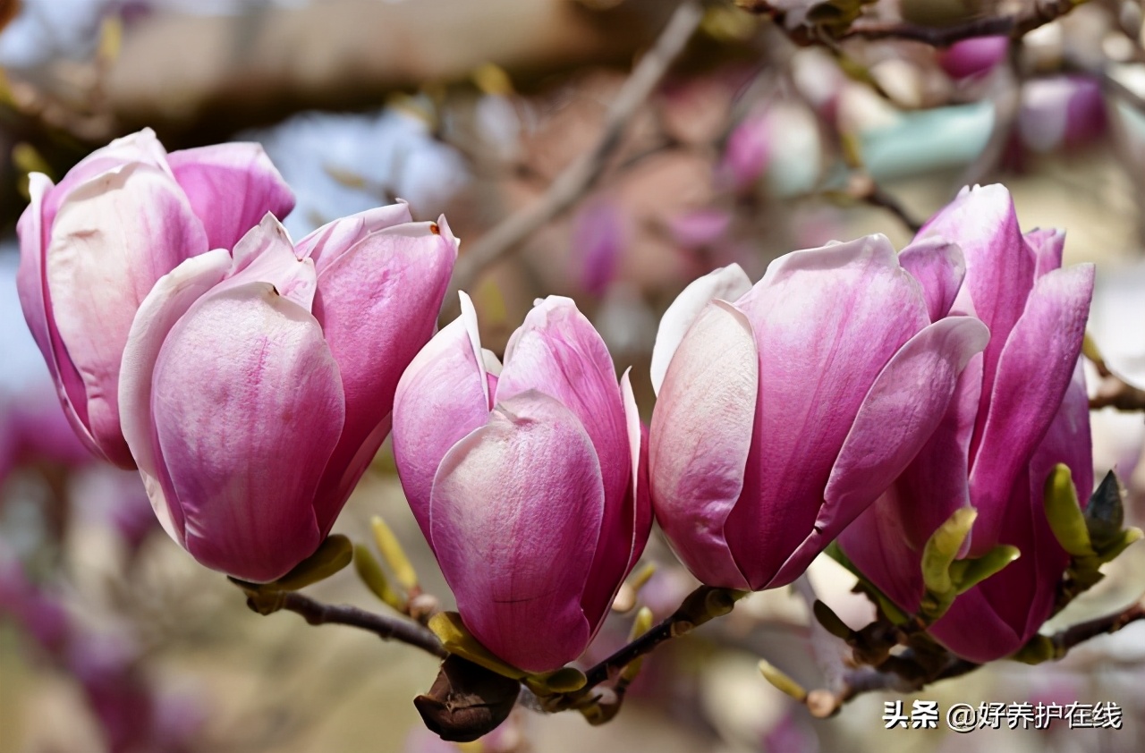 玉兰花有几种颜色（盘点玉兰花的五大品种）