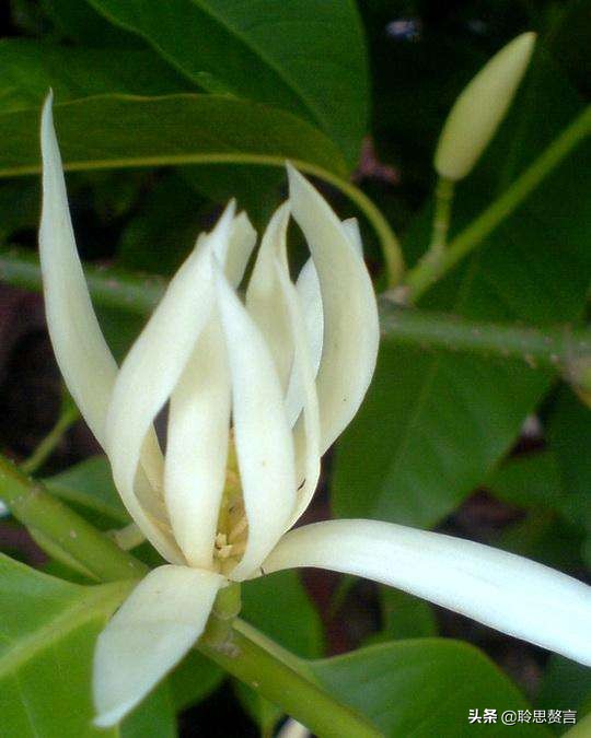 玉兰花诗词精选一十七首 微风吹送玉兰香，兴味由来静处长