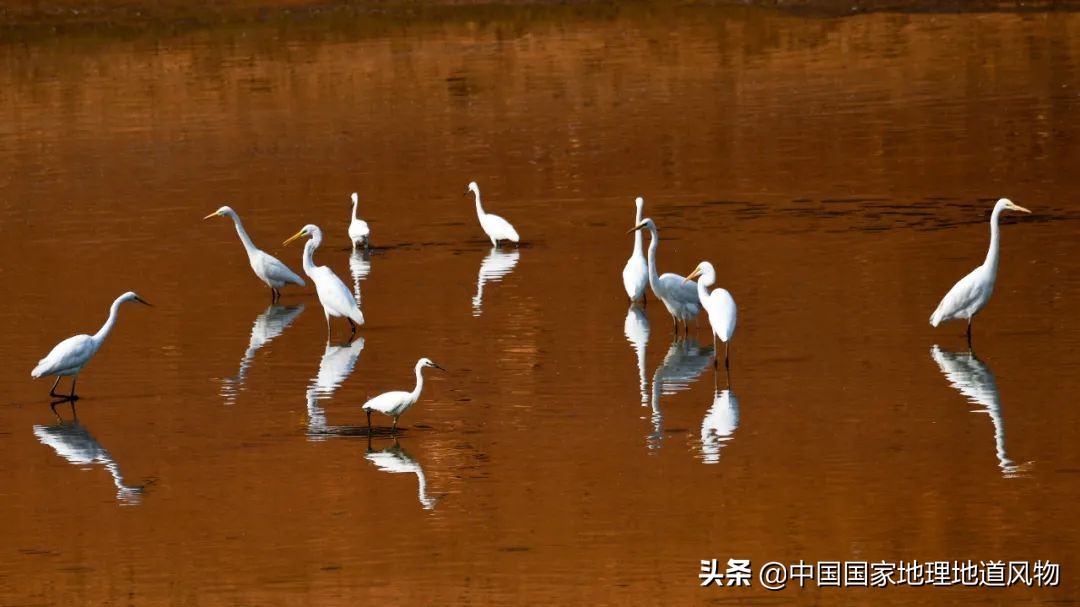 “人间秘境”，“神话之乡”，云南的“孔雀尾”开屏有多美？