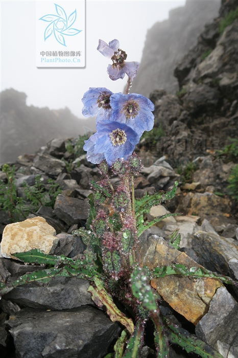 雪参果「雪参果功效与作用」-皮皮自媒体