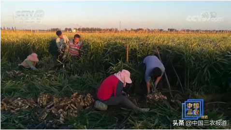 山东今日大姜价行情「山东小麦价格今日价」