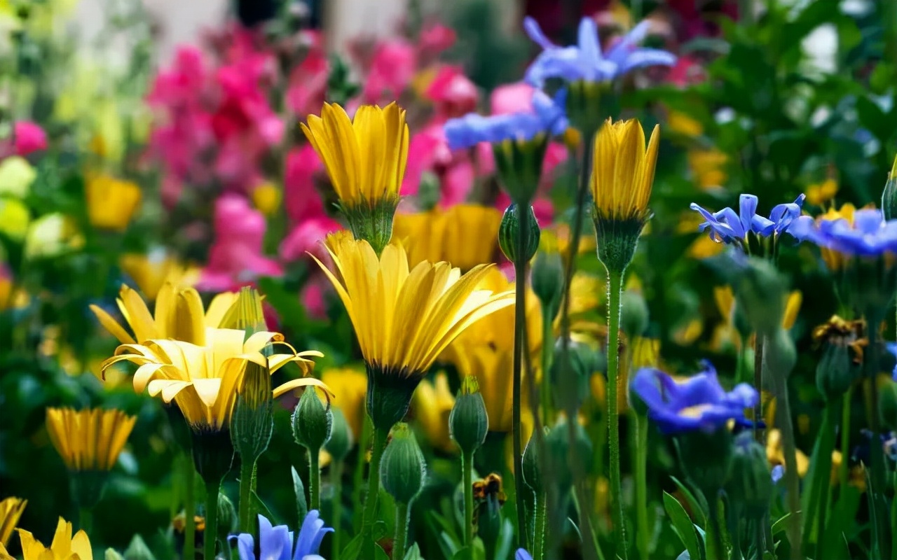 花的资料大全(宝藏干货100个花卉基础知识)