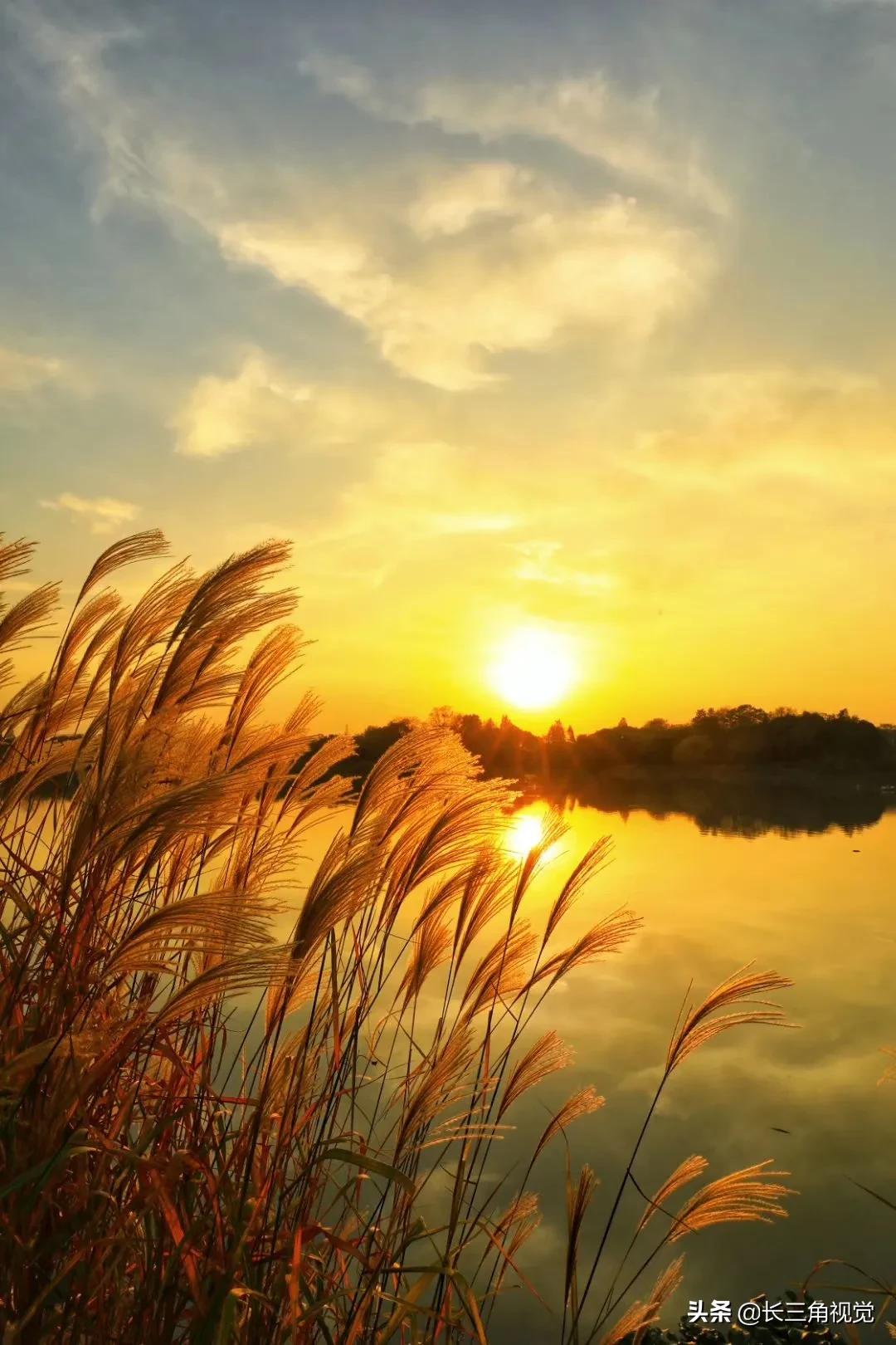 秋韵湖州,芦花飞扬:一场不容错过的诗意之旅