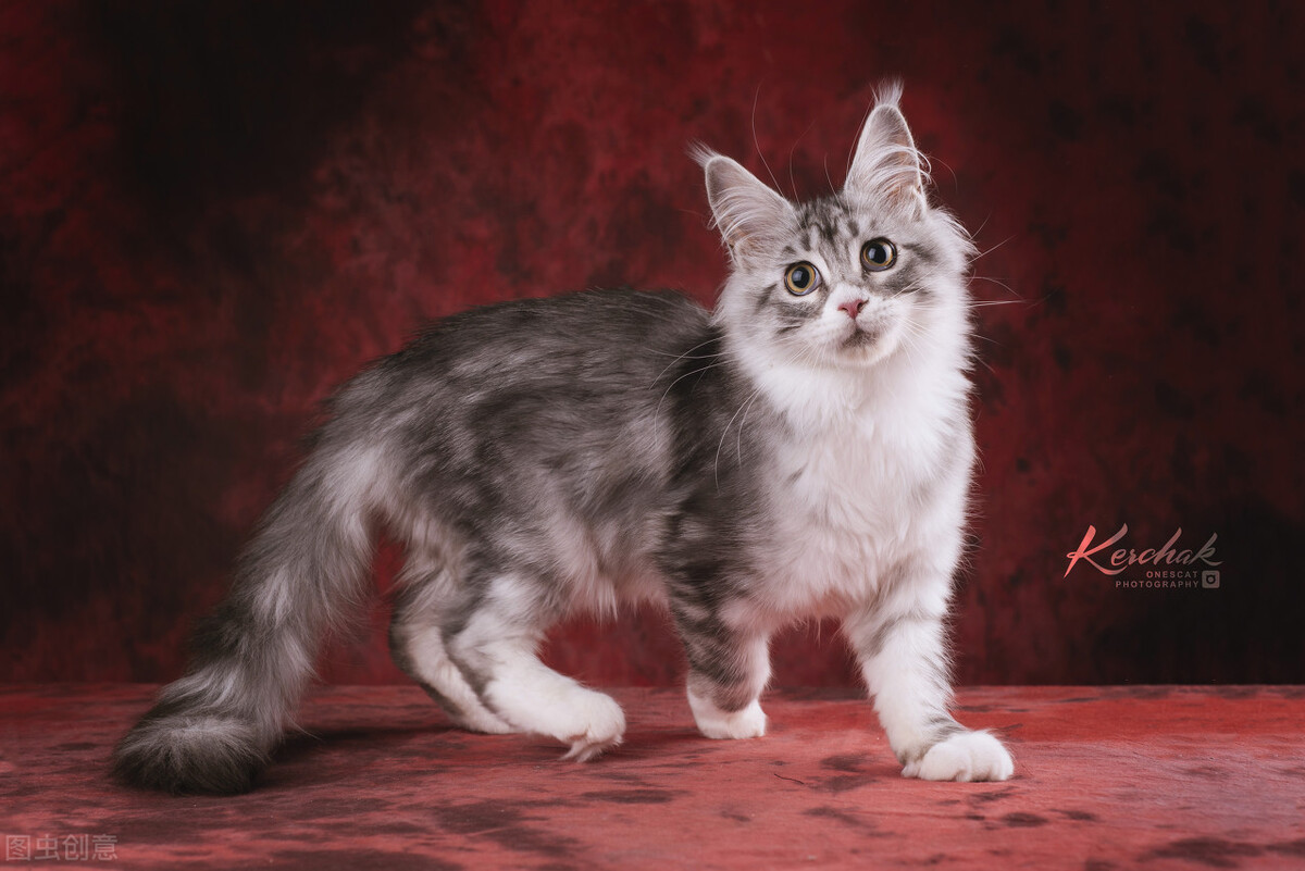 缅因猫为什么不能养？养缅因猫是一种怎样的体验