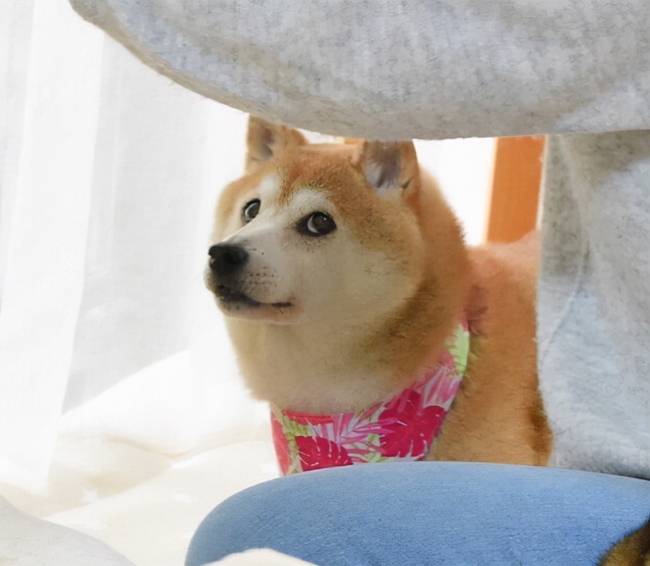 最后祝kabosu生日快乐,也希望kabosu能够永远地幸福下去呀