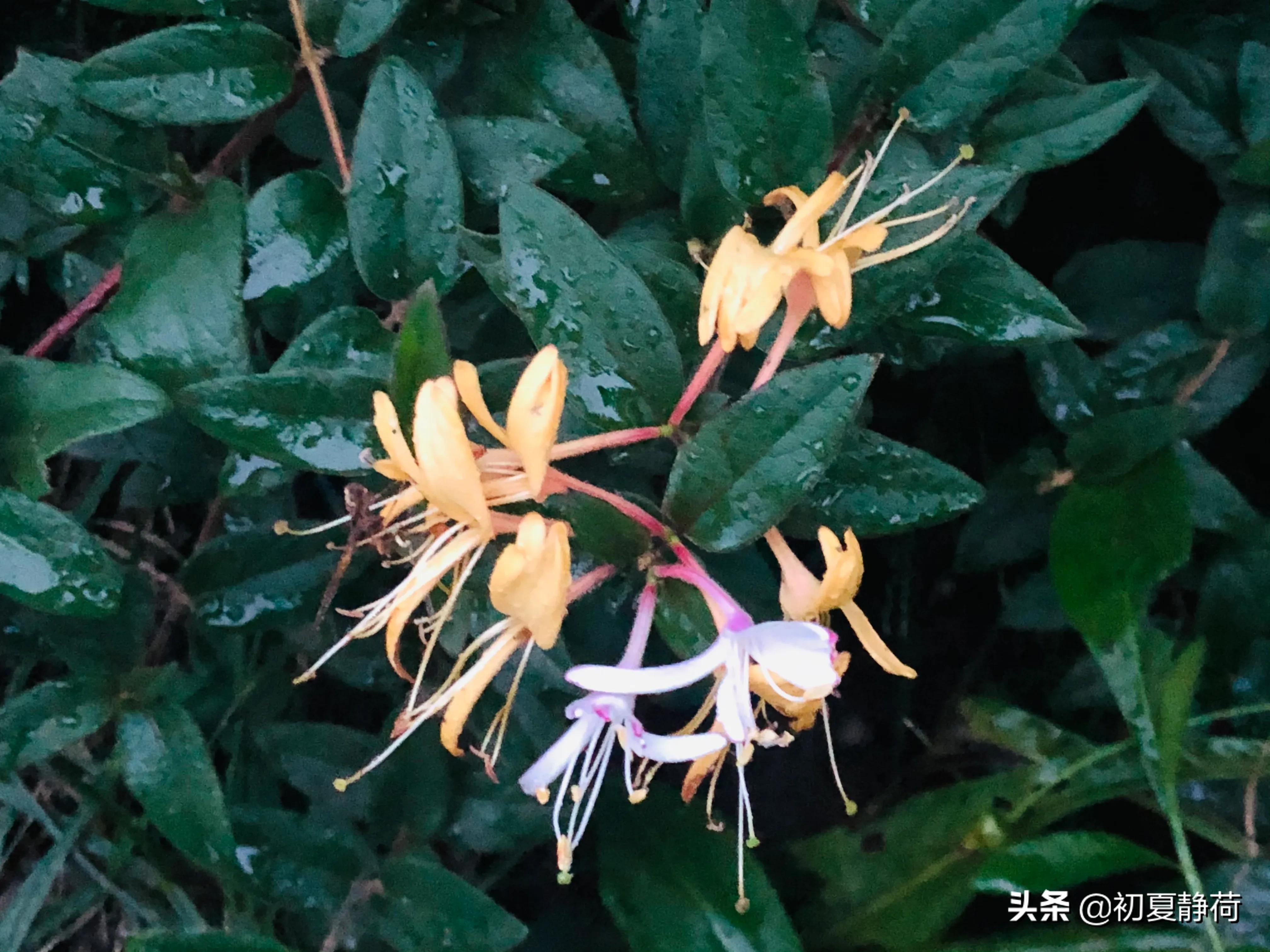 秋雨的深情，都藏在了花中，傍晚随笔