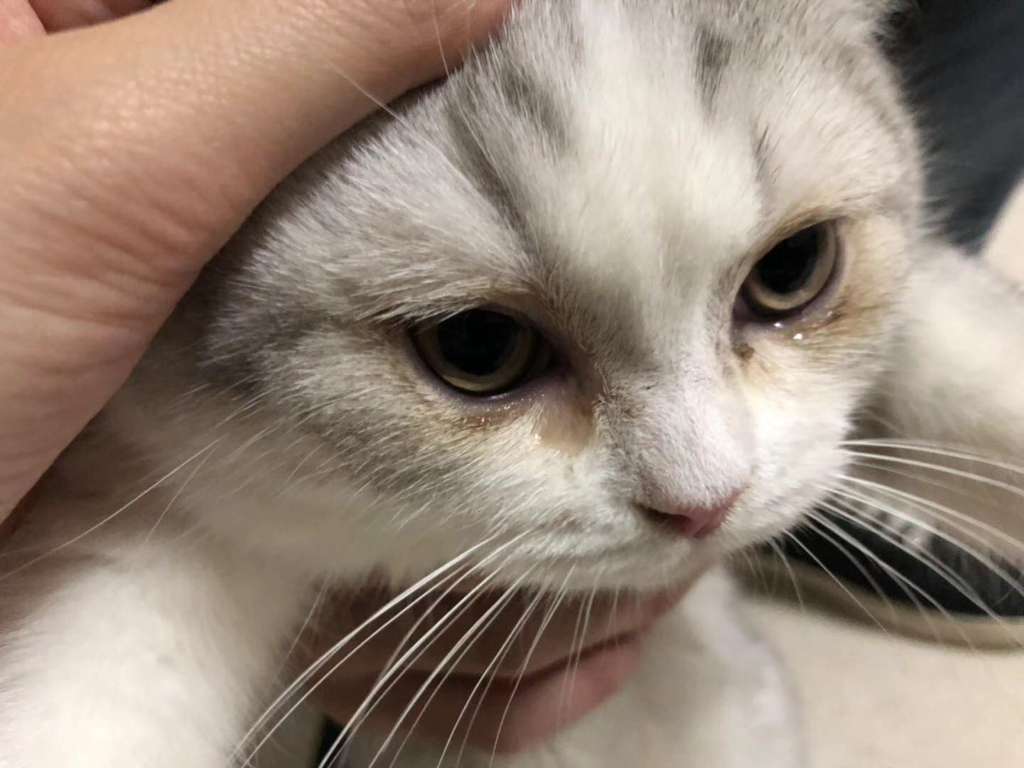 ①睫毛倒长首先宠主要考虑猫咪是否有睫毛倒长的问题,因为睫毛倒长会