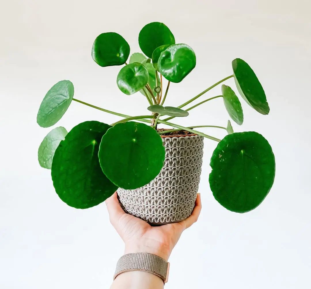 常见50种植物（50种常见的室内盆栽绿化植物）