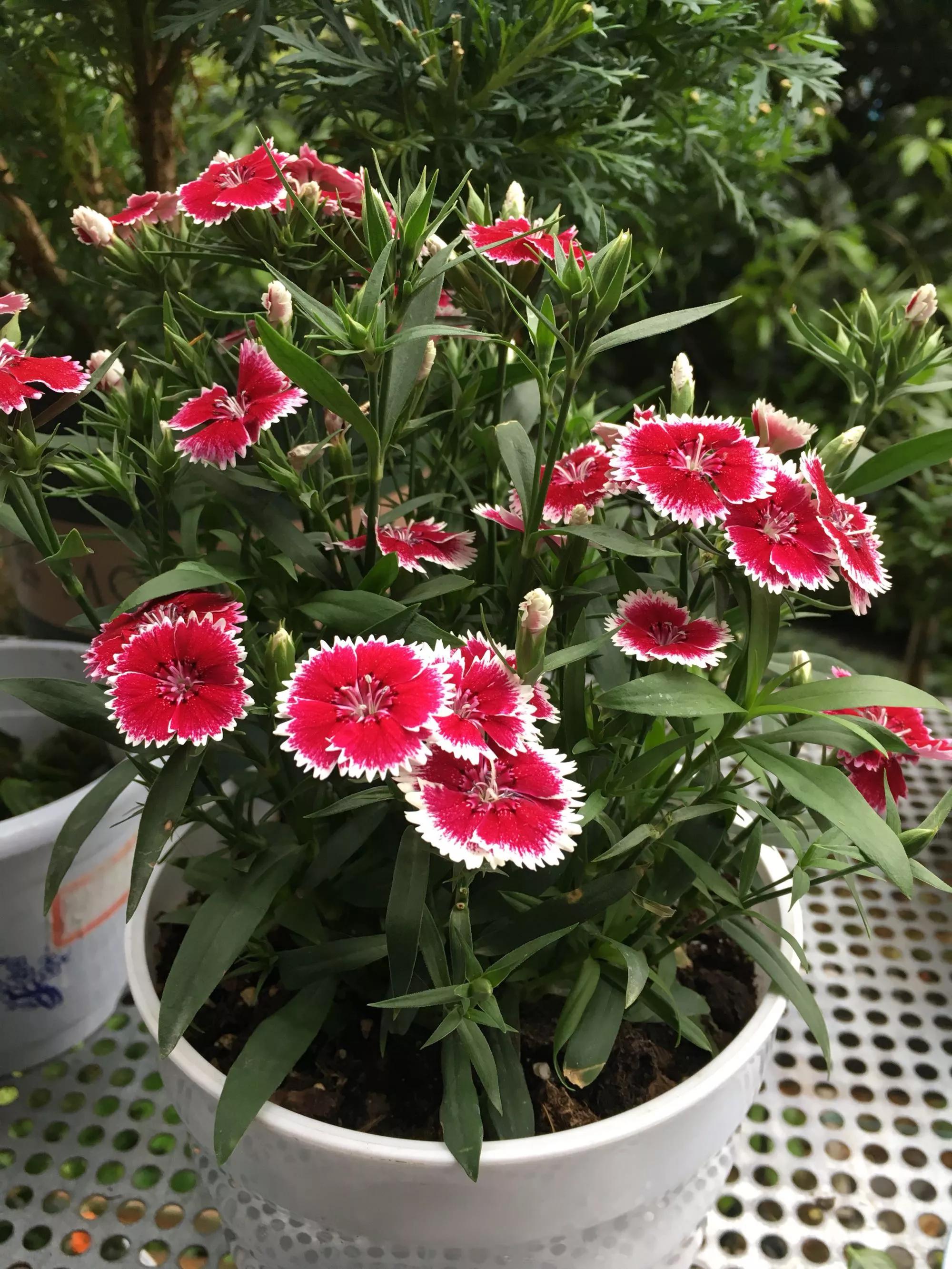 奥斯卡石竹既可以地栽到公园,道路两旁,也可以盆栽在家居院落,只要做