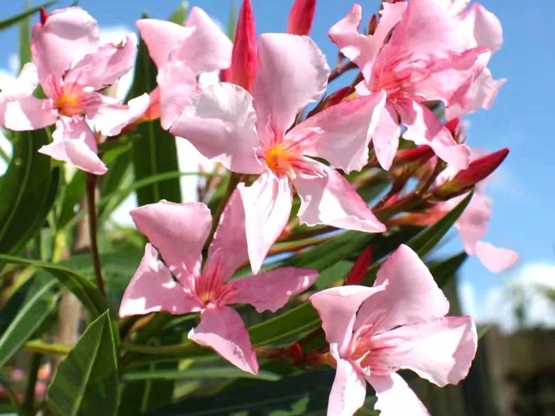 夹竹桃是剧毒植物之一,全株含有多种毒性,千万不要徒手摘,触及汁液
