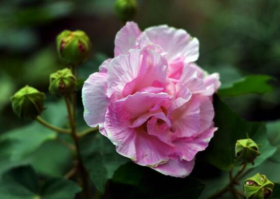 芙蓉花几月份开花（分享关于芙蓉花的小知识）