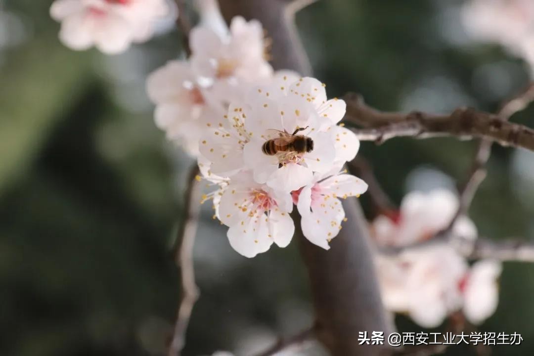 高清大图，惊艳来袭！一起来看西安工业大学的“最美校花”