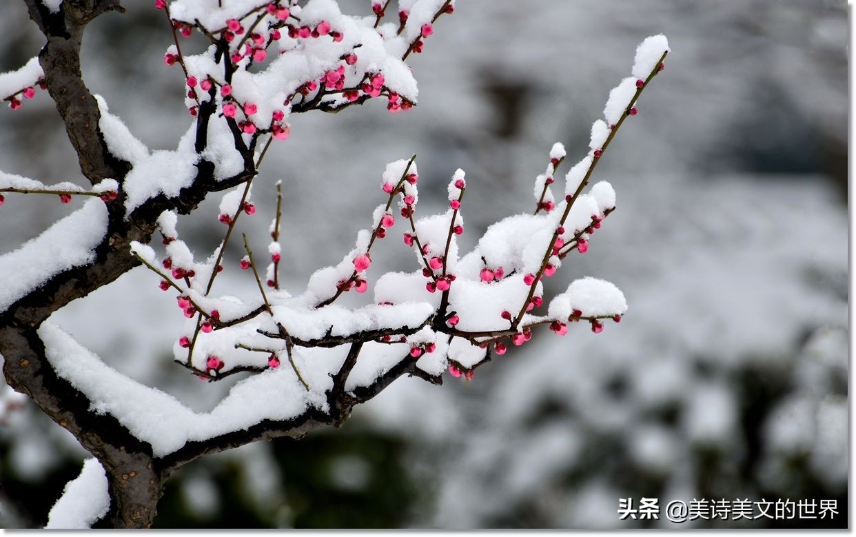 苏轼晚年写首咏梅词，通篇无梅字却成咏梅名篇，最后一句令人心醉