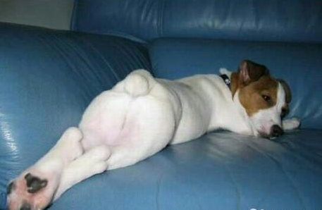 笑死了,狗狗这些睡姿,一个比一个奇葩