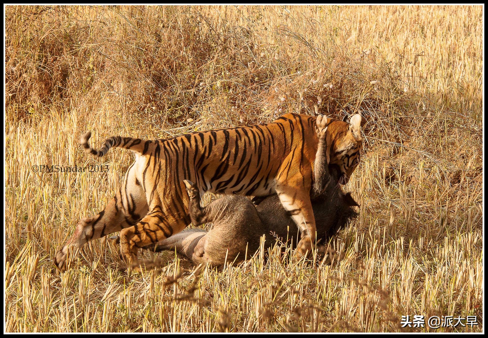 刺虎——现代社会中真实的矛猎老虎记录