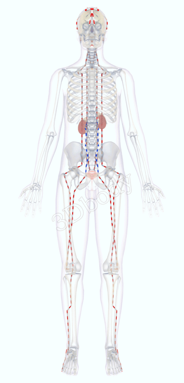最新经络图，精美3D动态循行图，详细易懂