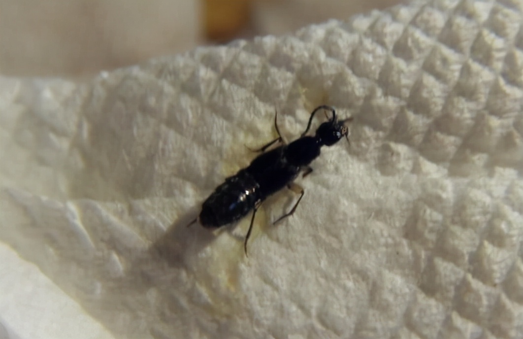 飞蚁有毒吗(俗称"飞蚂蚁",酷似长翅膀的蚂蚁,若遇到别用手拍,会分泌