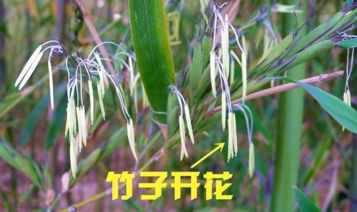 “竹子开花，赶紧搬家”有何科学道理？这是劳动人民的智慧