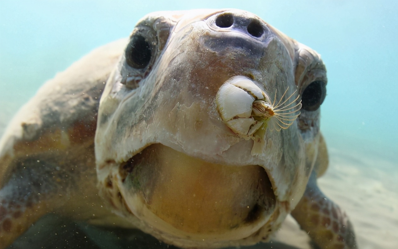 懒惰的吸盘鱼根本不会吸,躺赢好手,却沦为钓鱼工具
