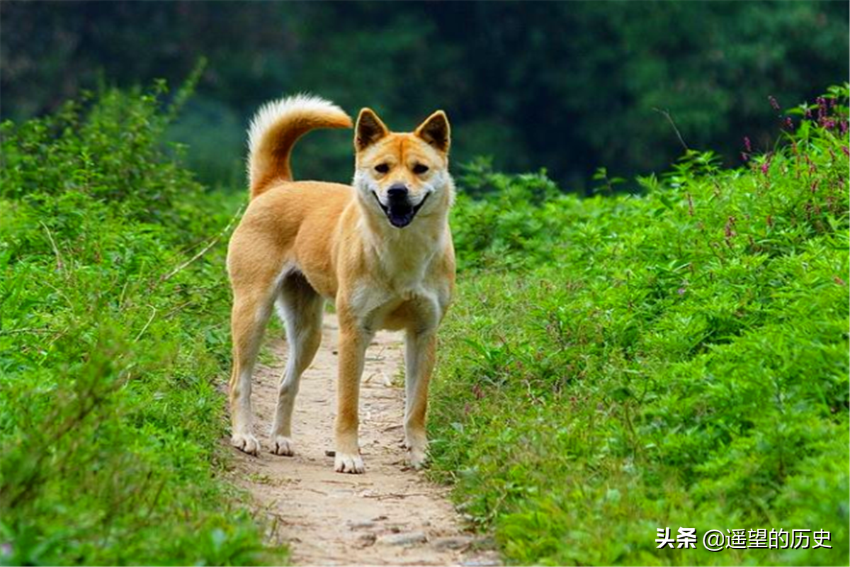 俗语说：“宅子出现三喜”，家中将好事连连，你见过这三喜吗？